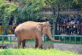 娱乐吃瓜酱南宁动物园,探秘动物乐园，共享欢乐时光